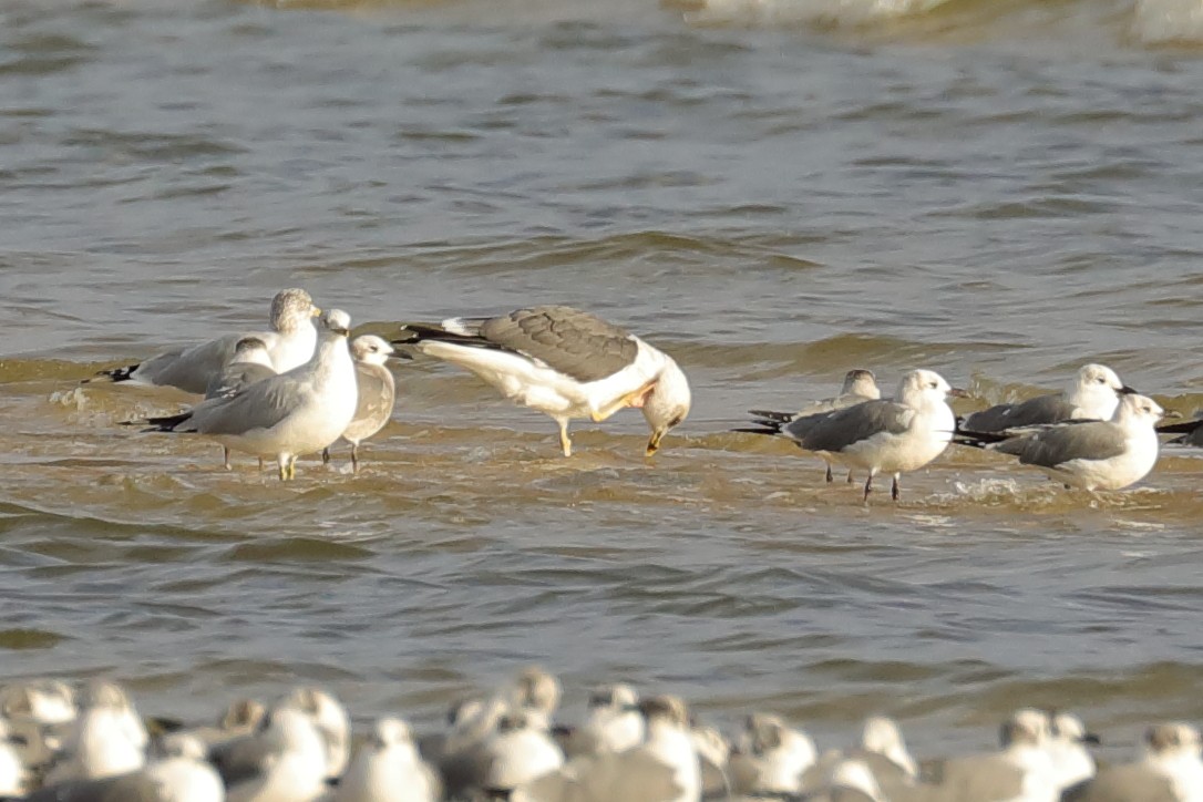 Lesser Black-backed Gull - ML647730653