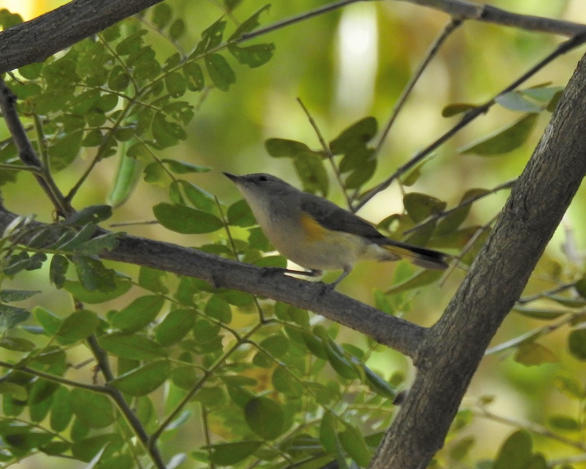 American Redstart - ML647730654