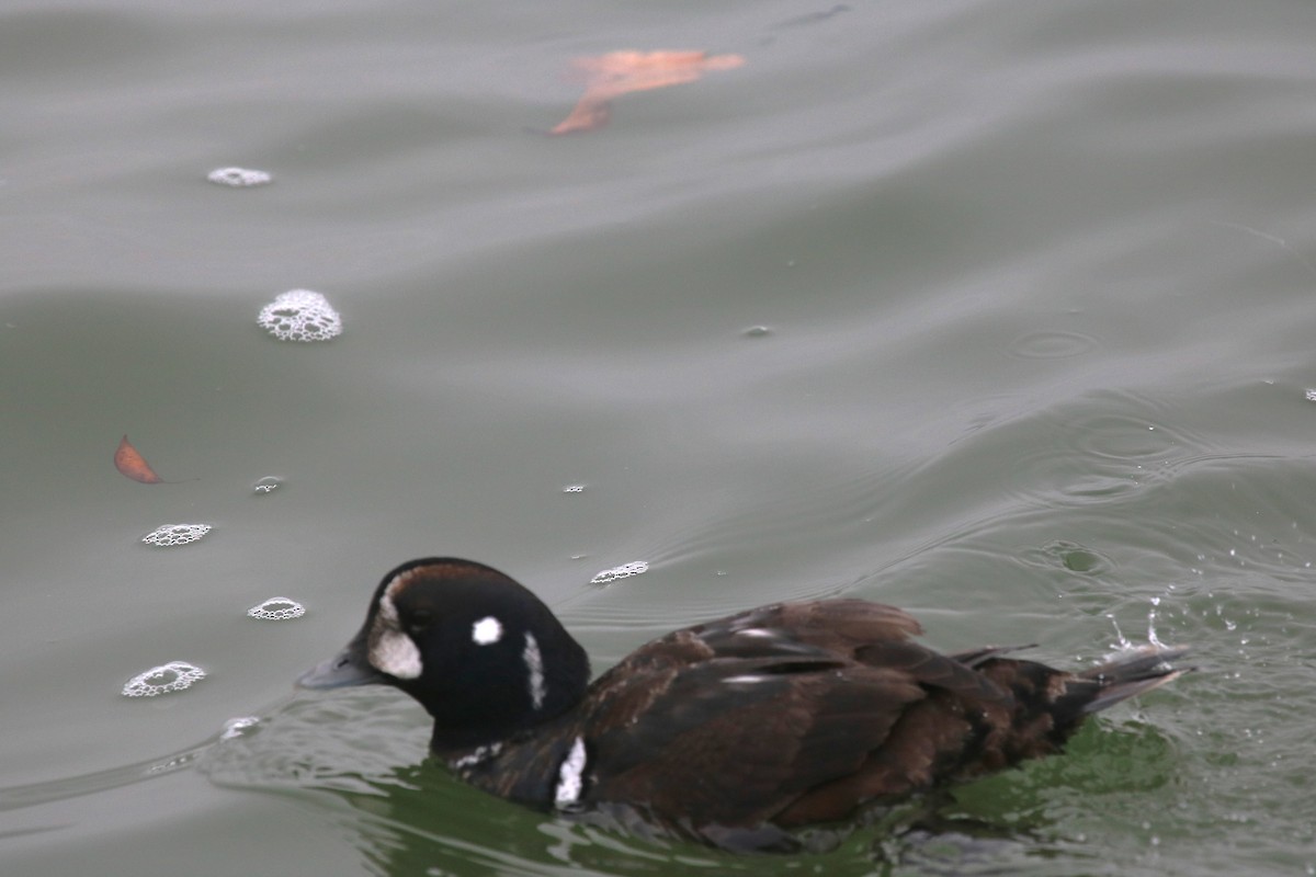 Harlequin Duck - ML647730657