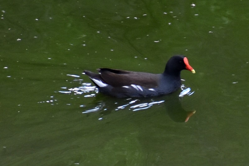 アメリカバン - ML647730658