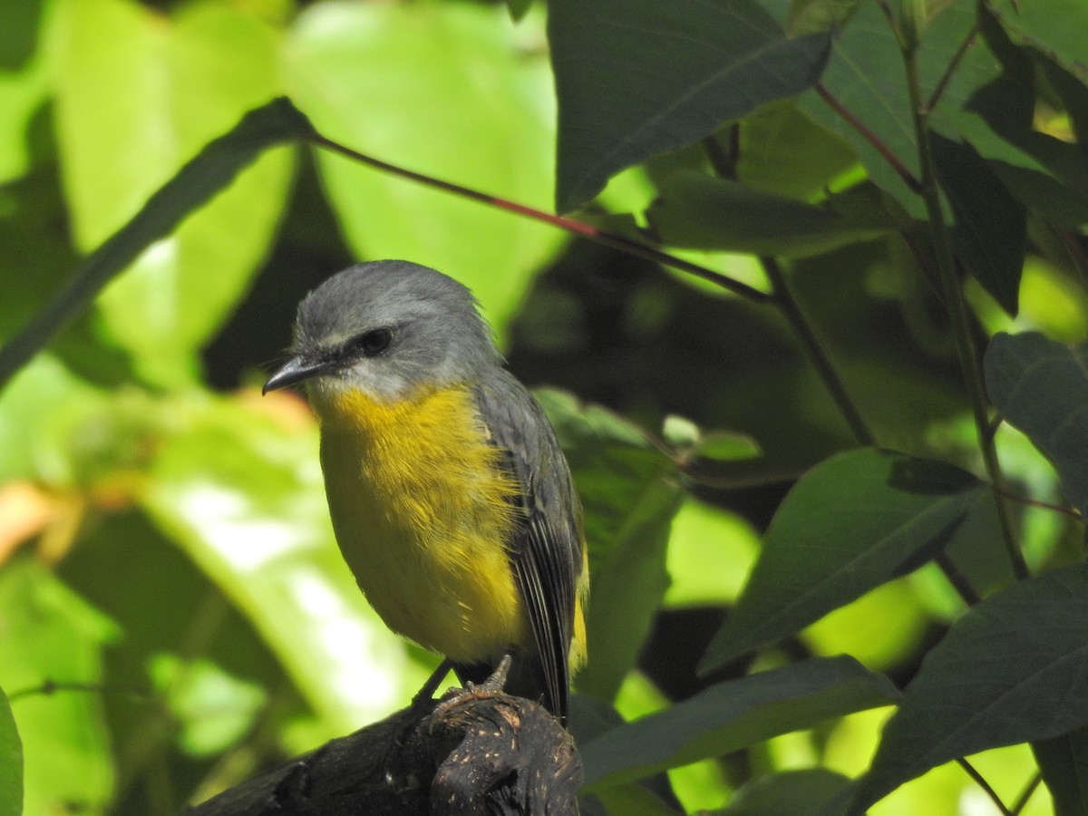 lejsčík žlutý - ML647730659