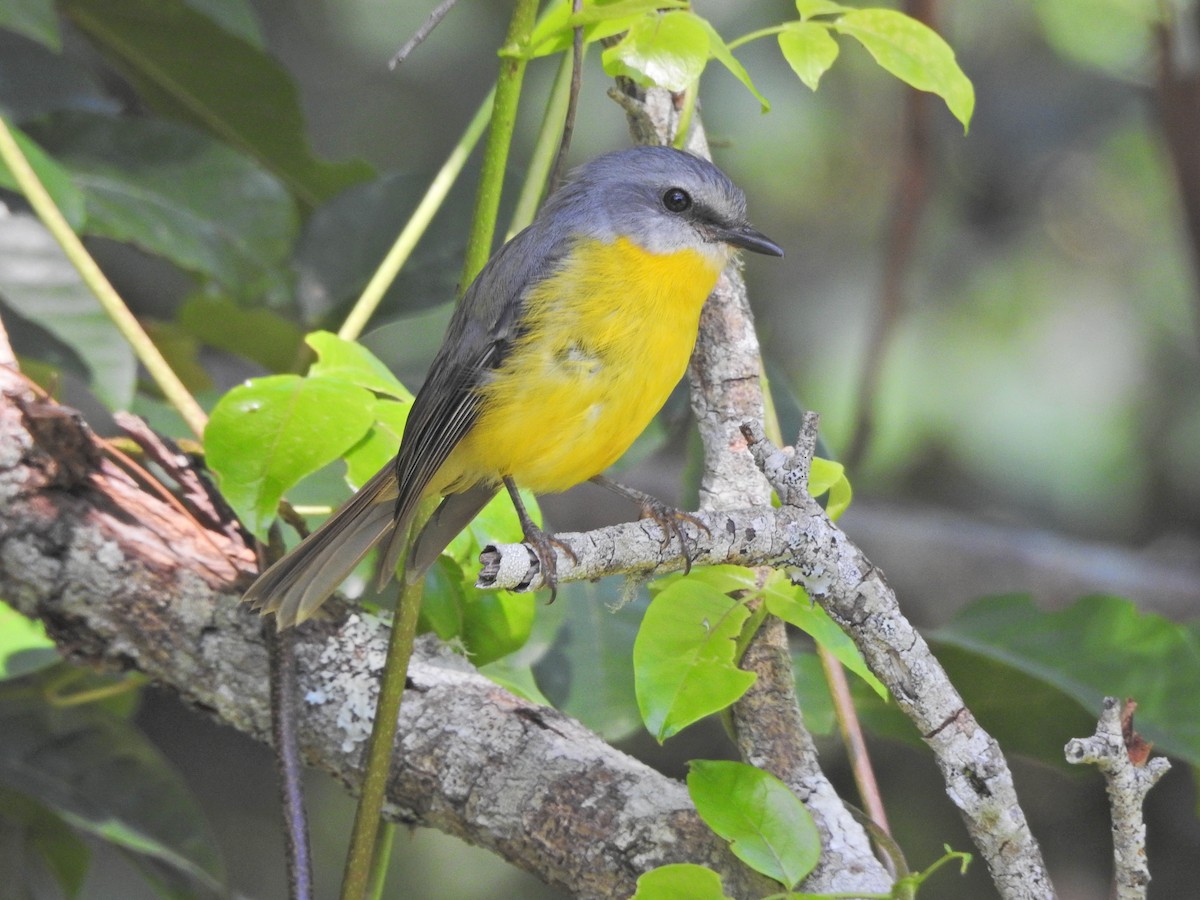 lejsčík žlutý - ML647730660