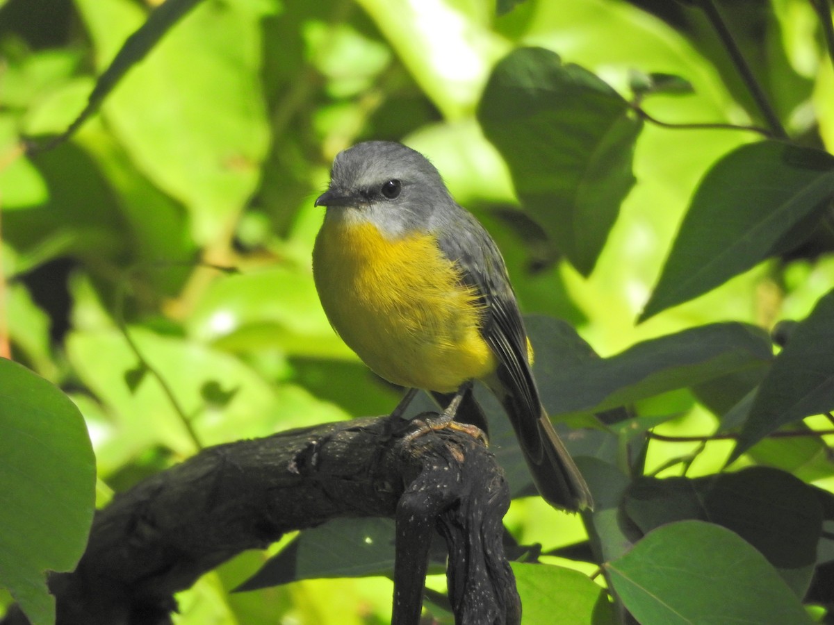 lejsčík žlutý - ML647730661