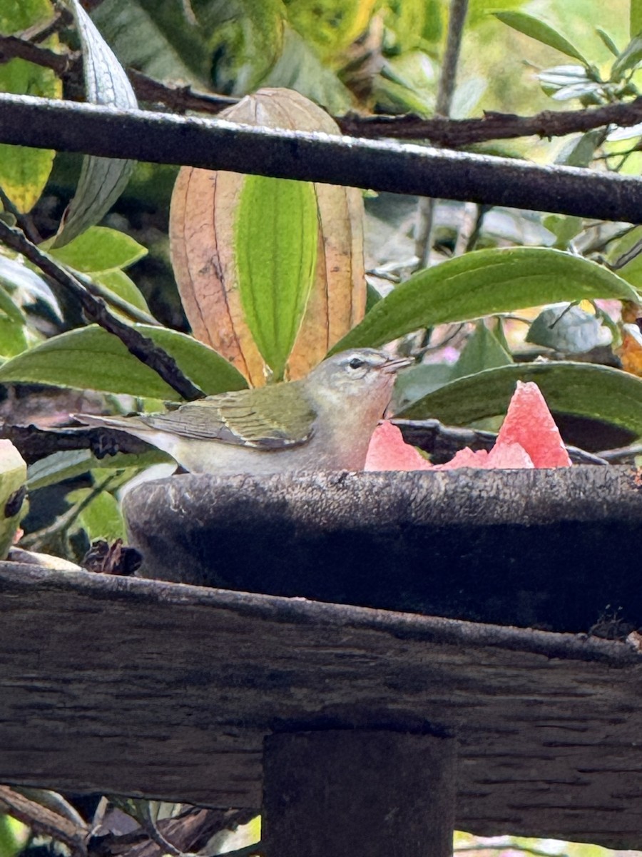 Tennessee Warbler - ML647730663