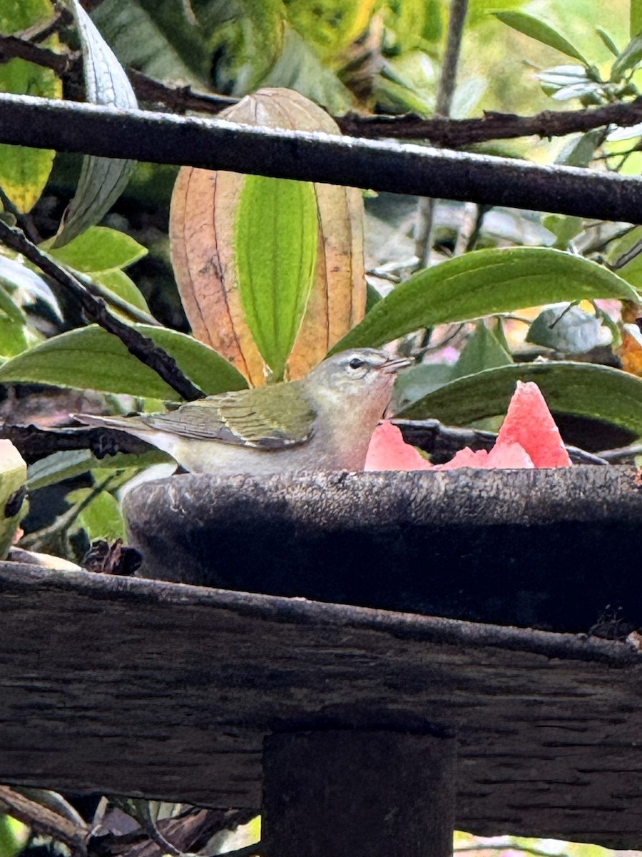 Tennessee Warbler - ML647730664