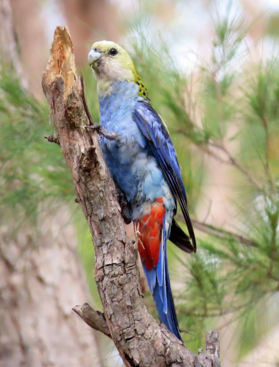 Pale-headed Rosella - ML647730675