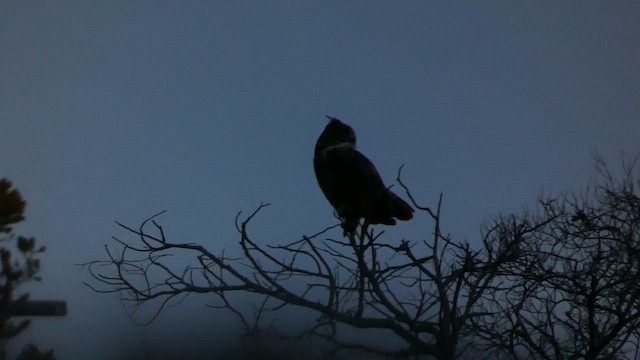 Пугач віргінський - ML647730701