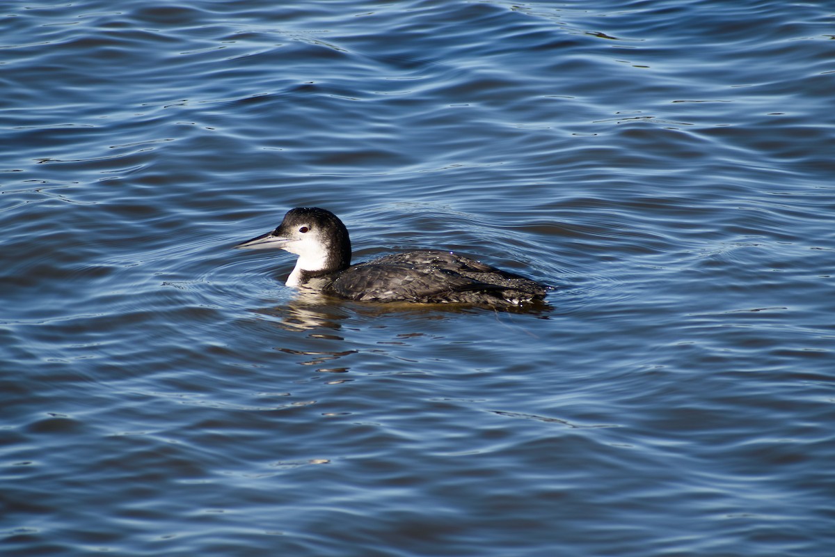 Common Loon - ML647730704