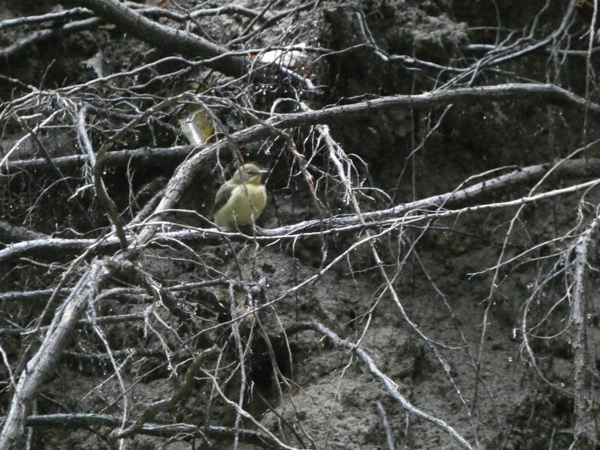 lesňáček modrohřbetý - ML647730705