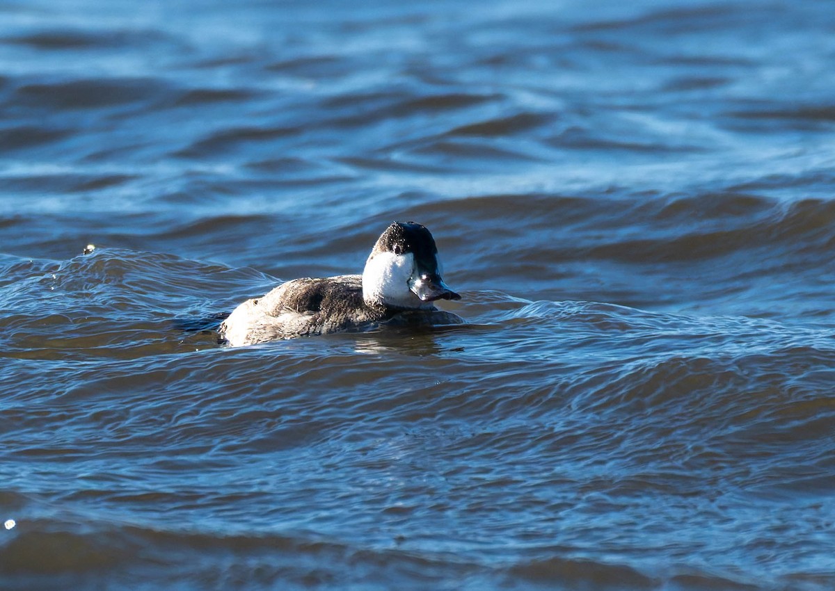 kobberand - ML647730712