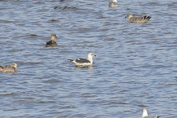 Gaviota Sombría - ML647730719
