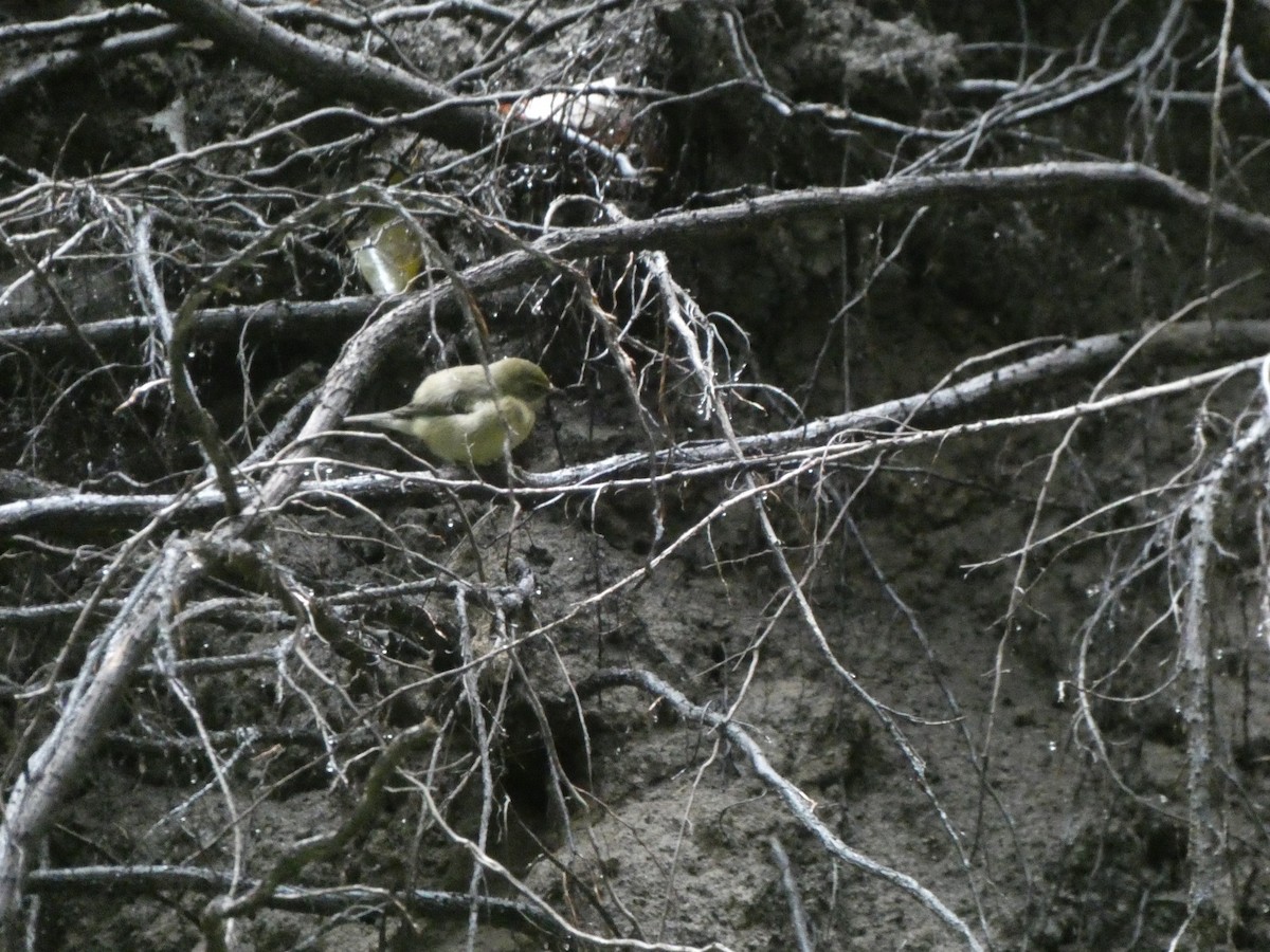 lesňáček modrohřbetý - ML647730724