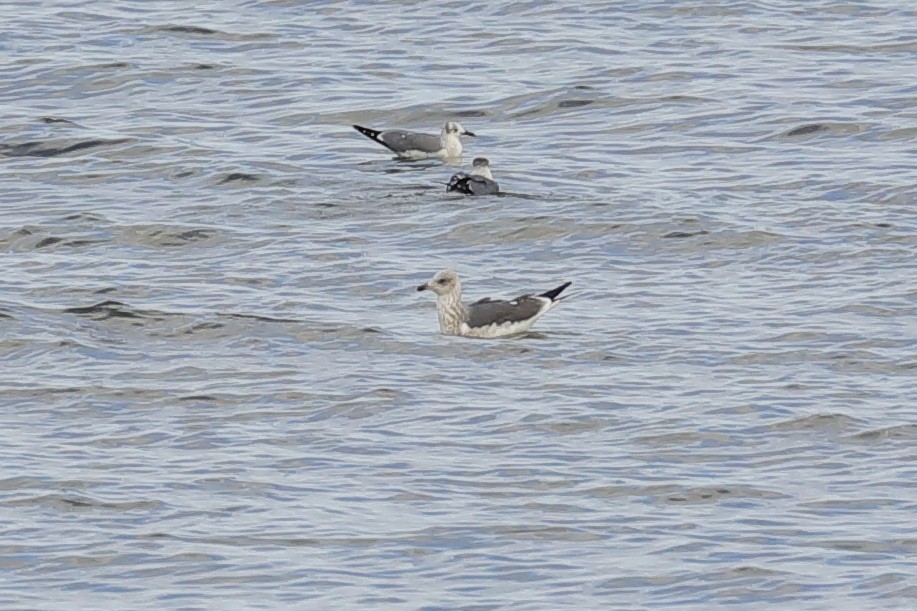 Gaviota Sombría - ML647730735