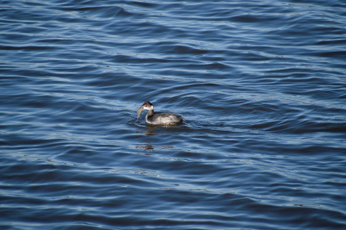 potápka černokrká - ML647730738