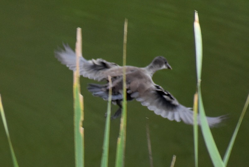 アメリカバン - ML647730745