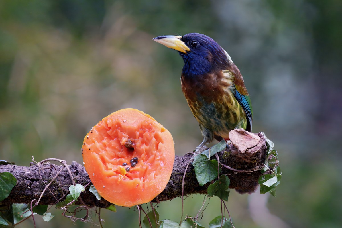 Great Barbet - ML647730753