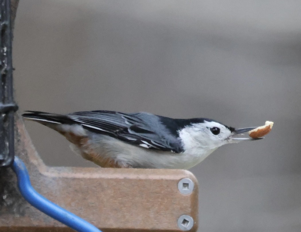 Sittelle à poitrine blanche - ML647730761