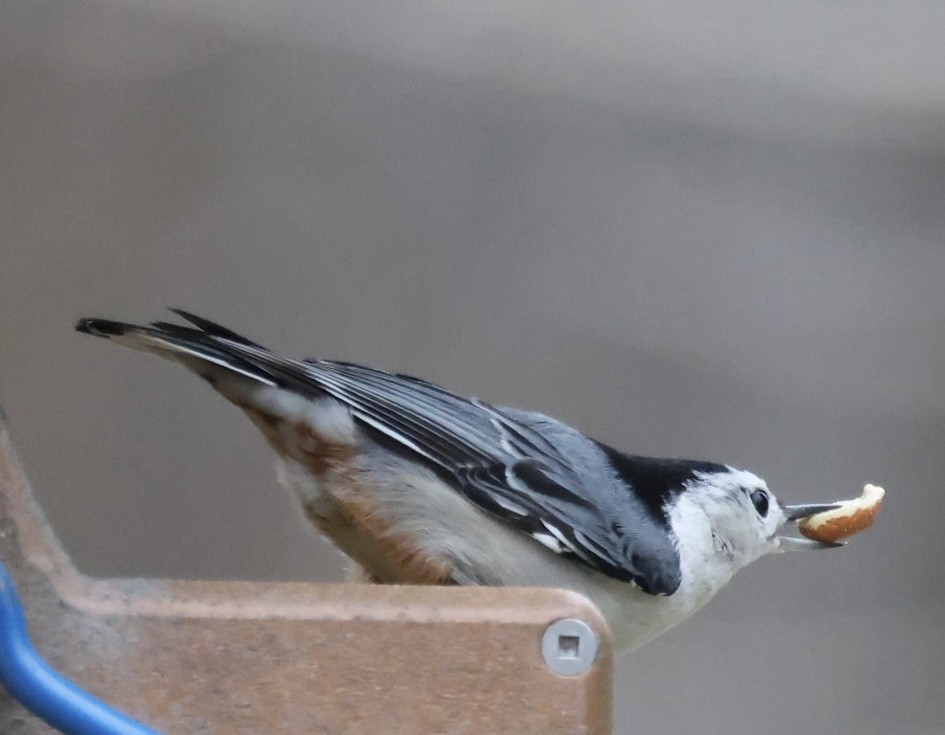 Sittelle à poitrine blanche - ML647730762