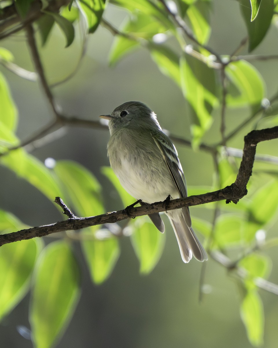 Hammond's Flycatcher - ML647730779