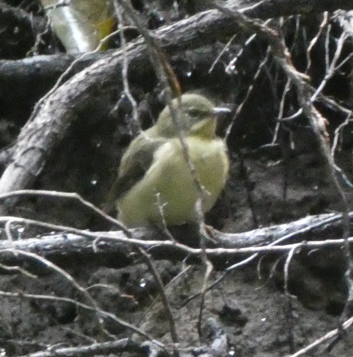 lesňáček modrohřbetý - ML647730792