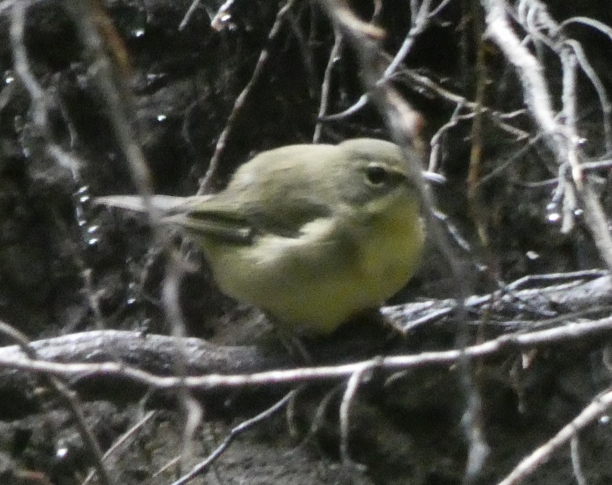 lesňáček modrohřbetý - ML647730793