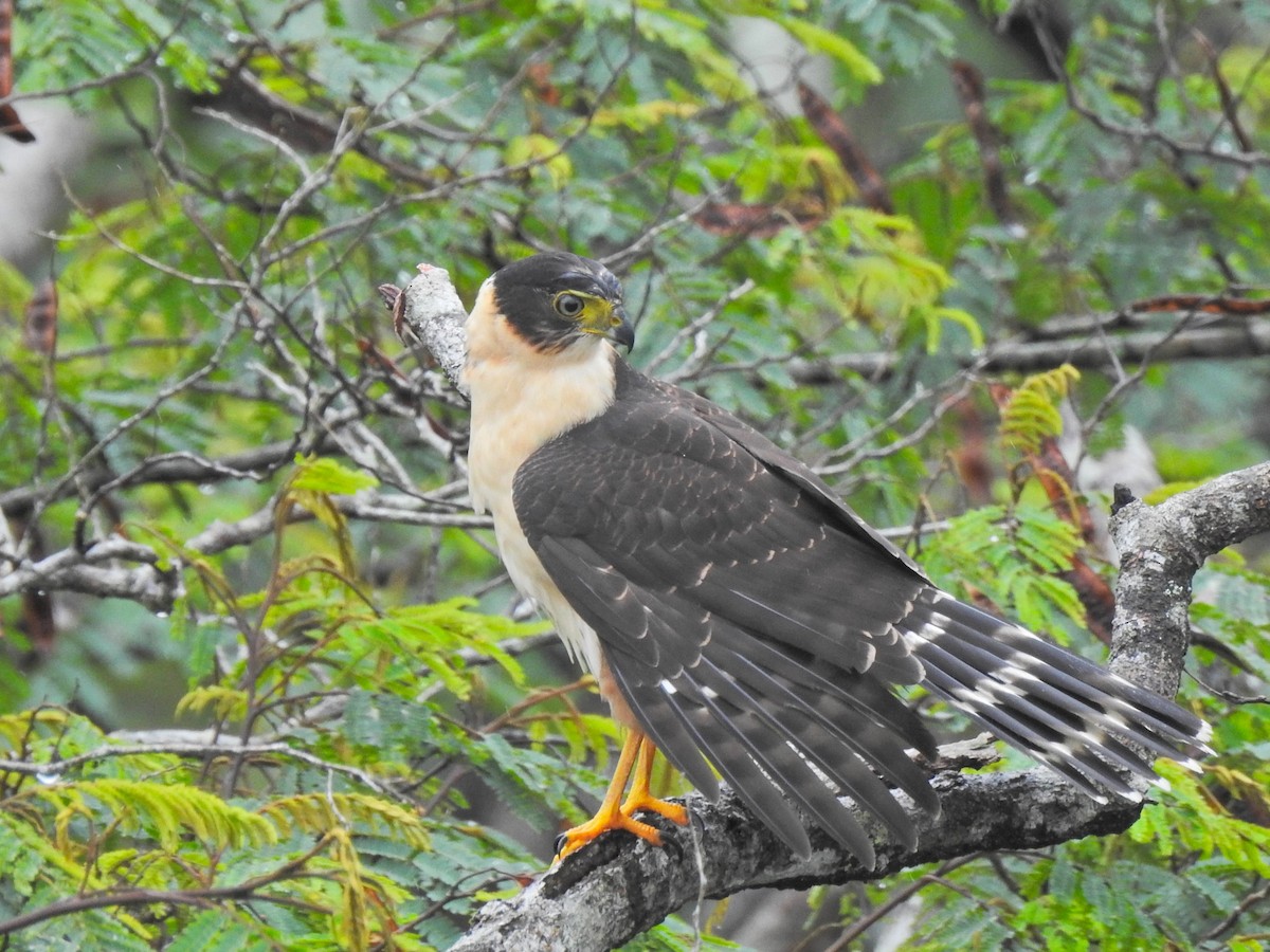 Bicolored Hawk - ML647730794