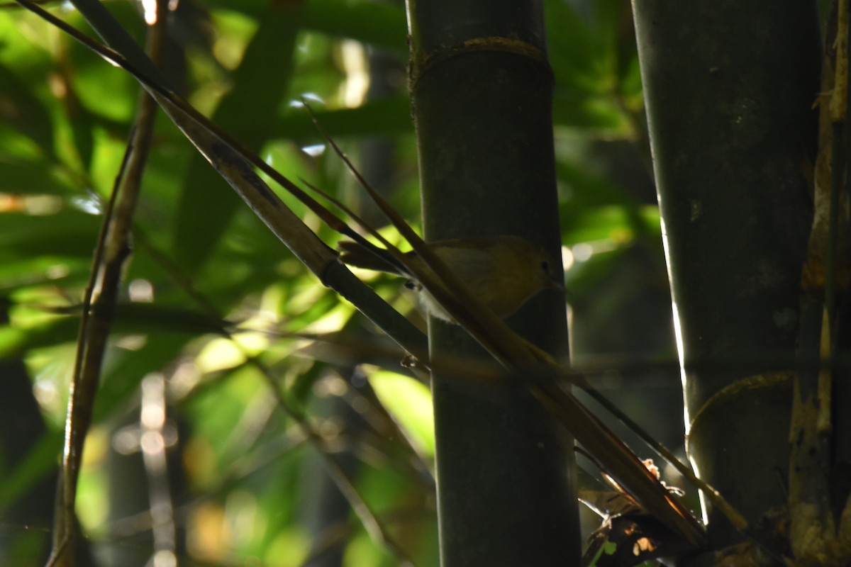 Rufous-fronted Babbler - ML647730795