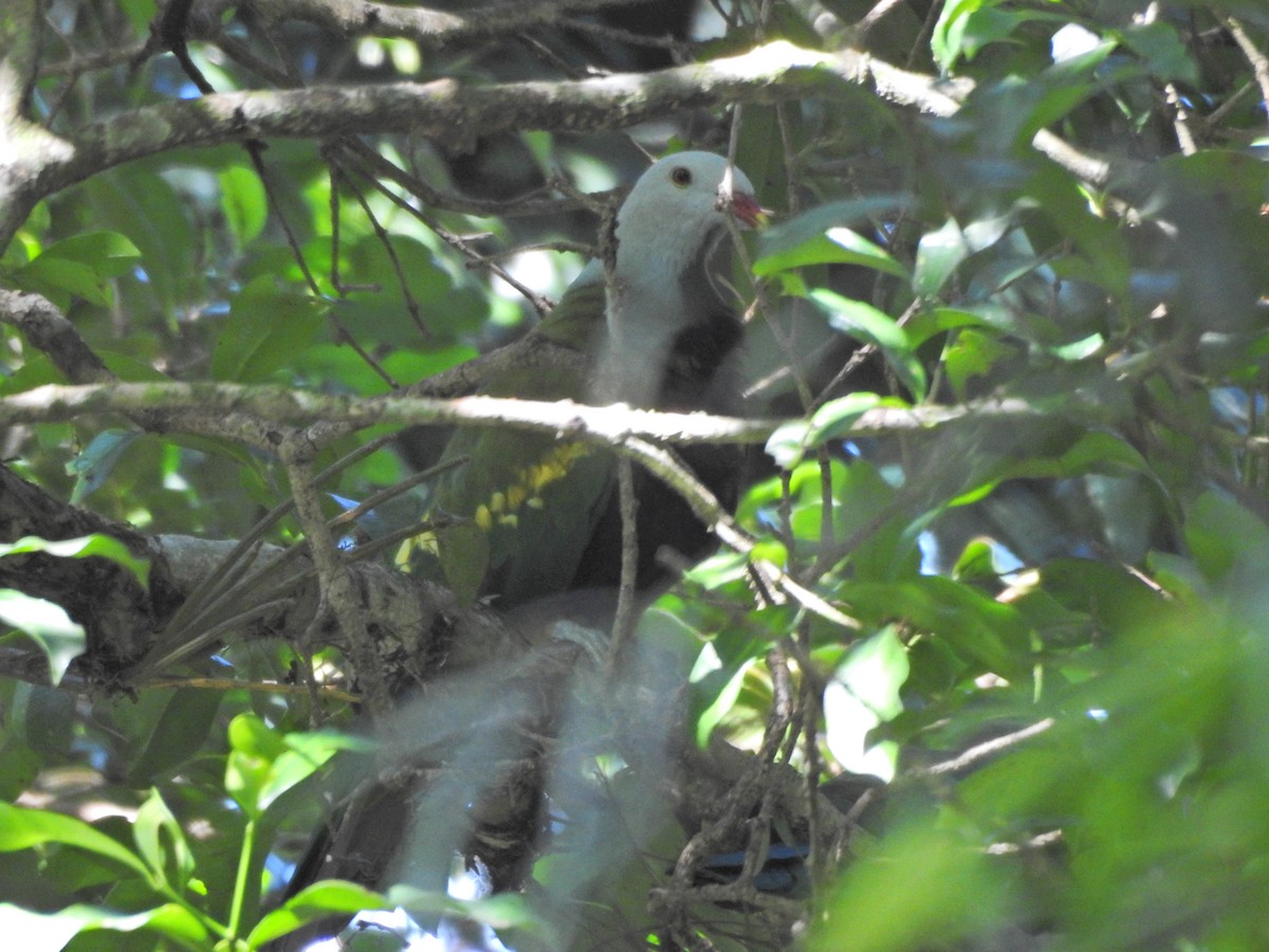 Wompoo Fruit-Dove - ML647730807