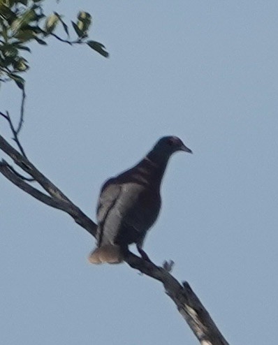 Pale-vented Pigeon - ML647730808