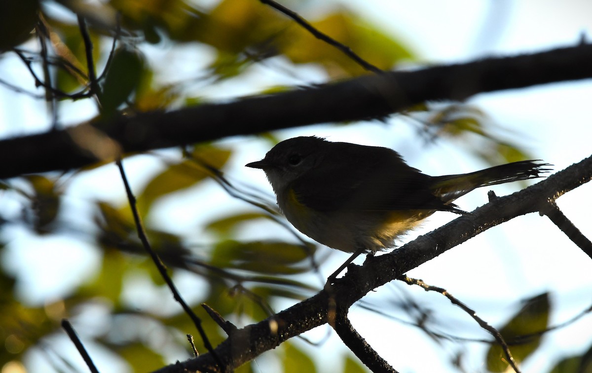 American Redstart - ML647730809