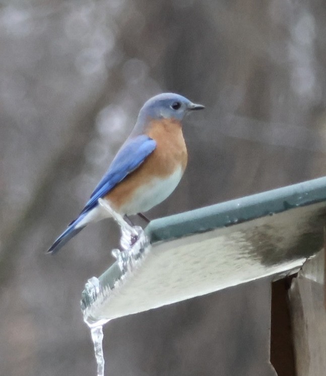 Azulejo Oriental - ML647730823