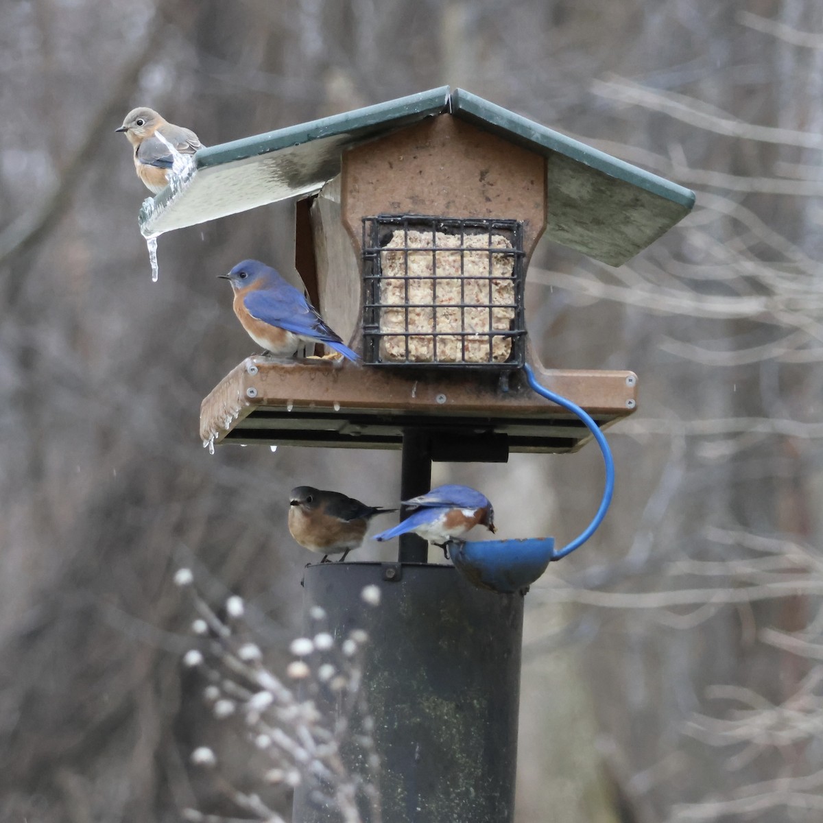 Azulejo Oriental - ML647730824