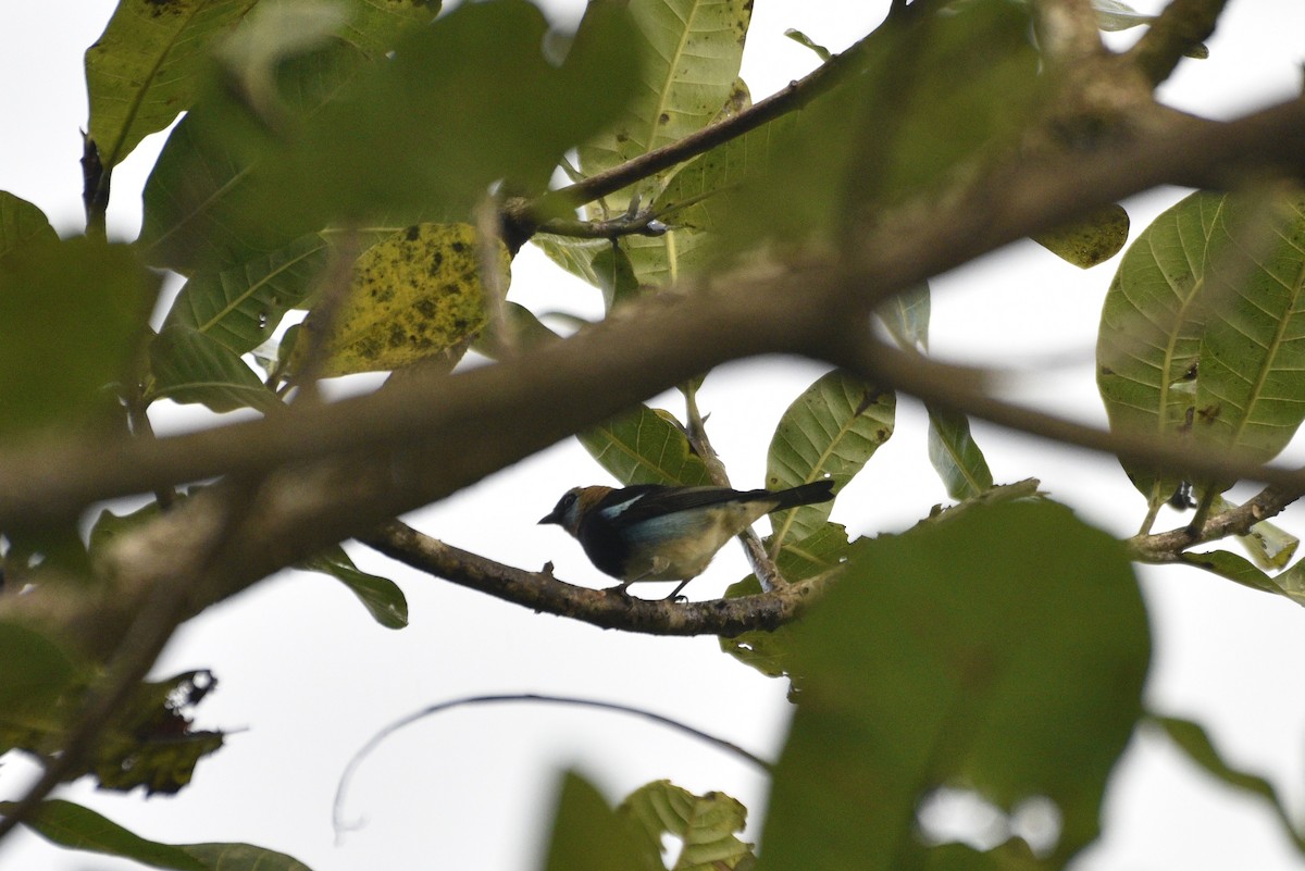 Goldscheiteltangare - ML647730834