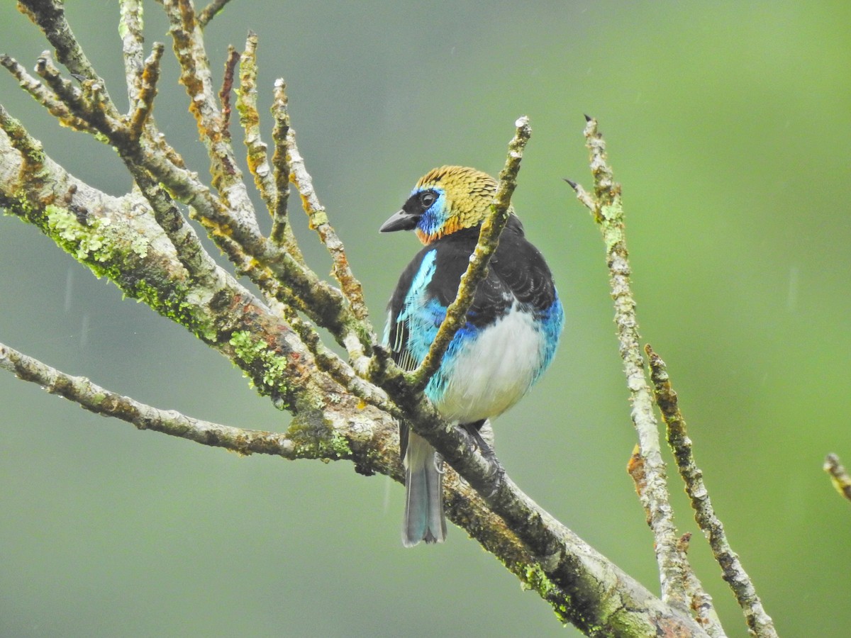 Goldscheiteltangare - ML647730840