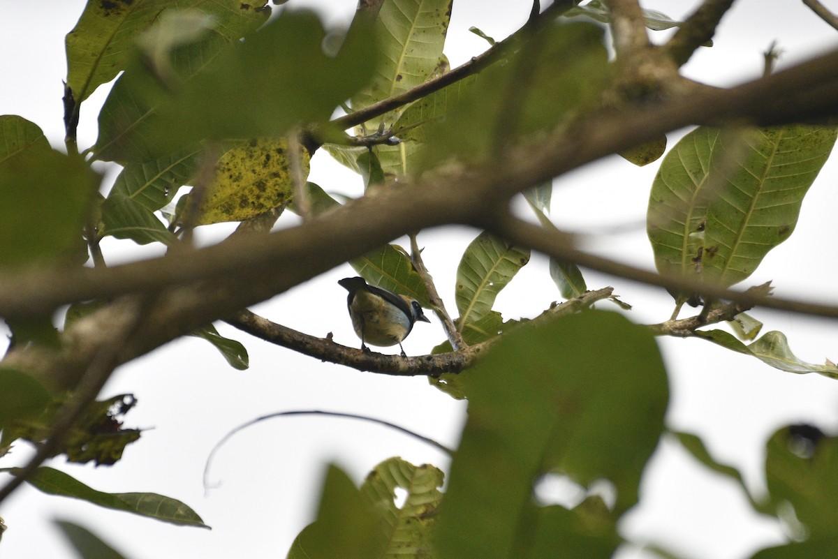 Goldscheiteltangare - ML647730858