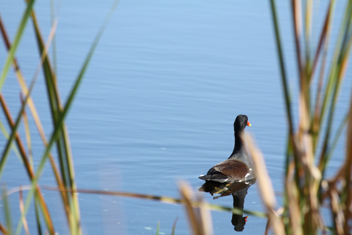 アメリカバン - ML647730860