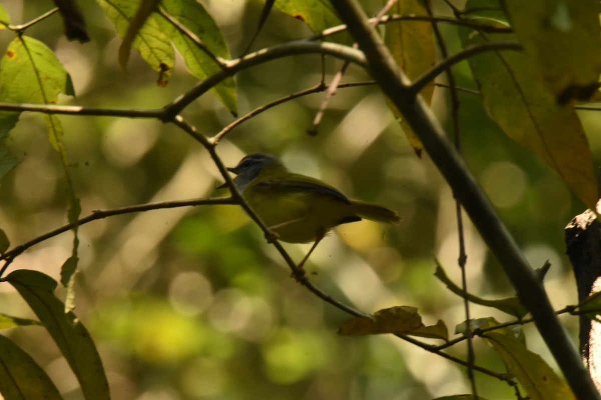 Yellow-bellied Warbler - ML647730863