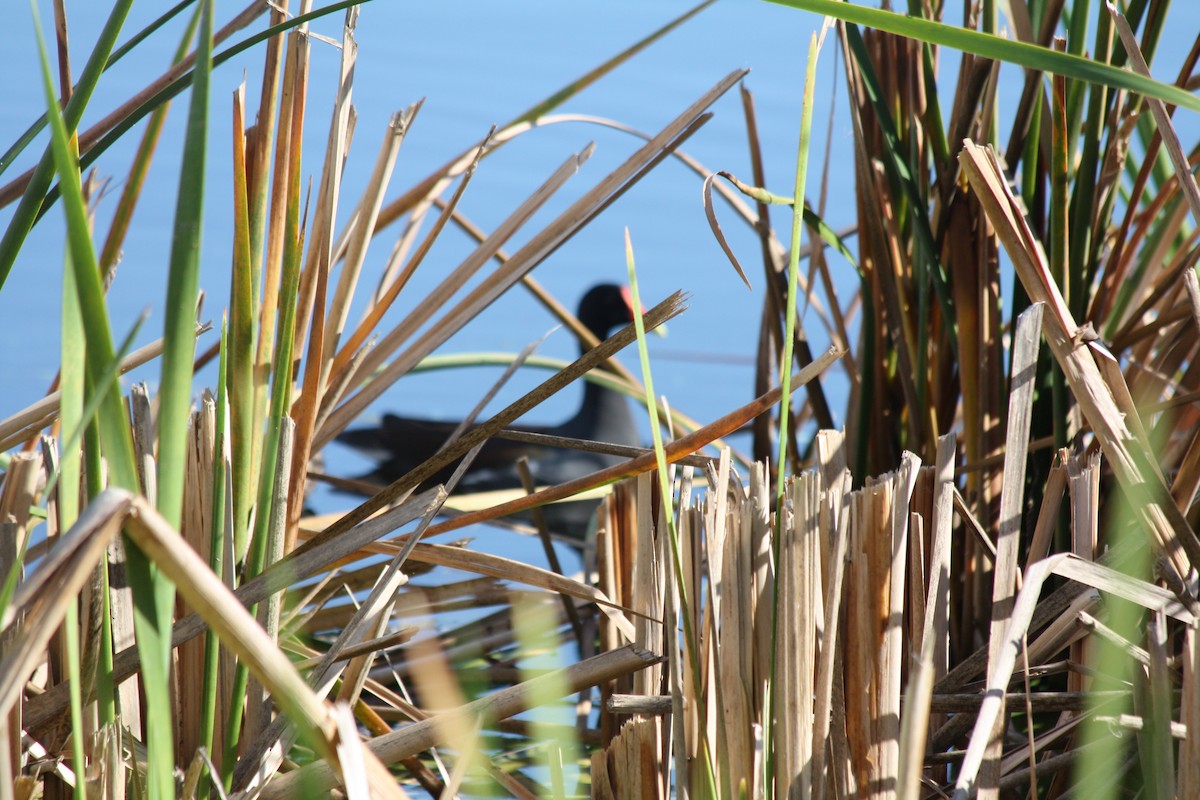 アメリカバン - ML647730864