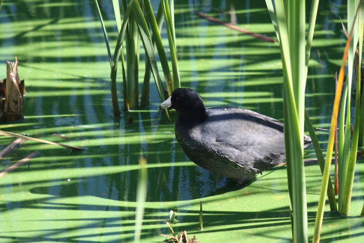 Foulque d'Amérique - ML647730902