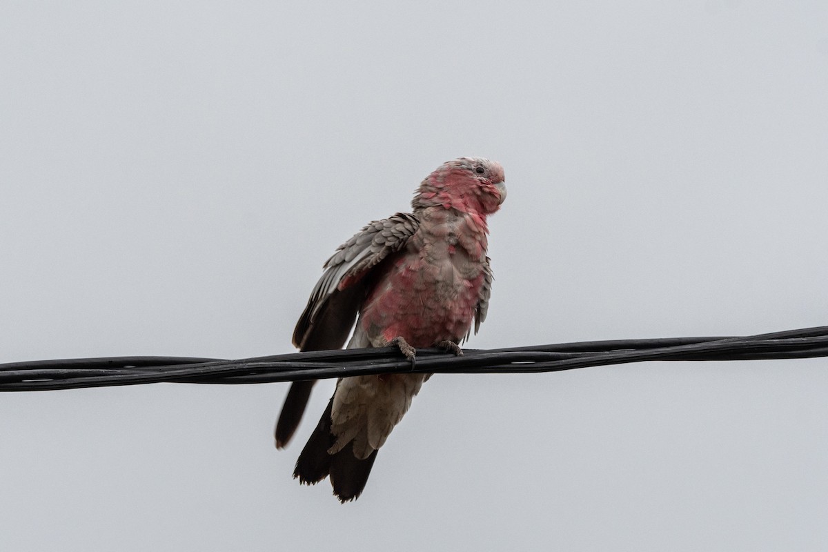 Galah - ML647730907