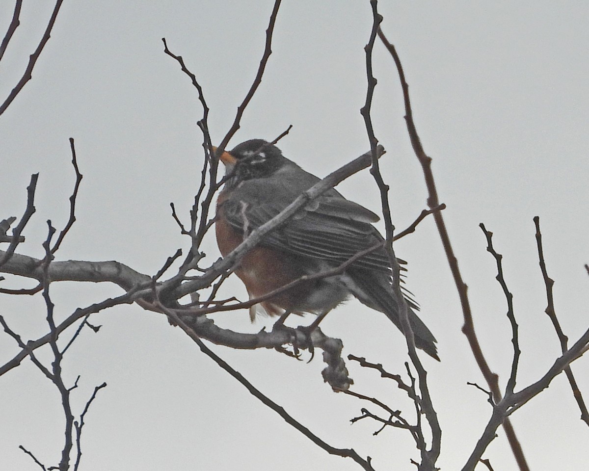 American Robin - ML647730928