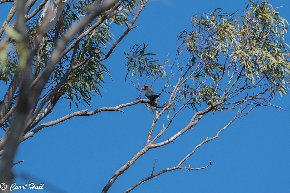 Dollarbird - ML647730941