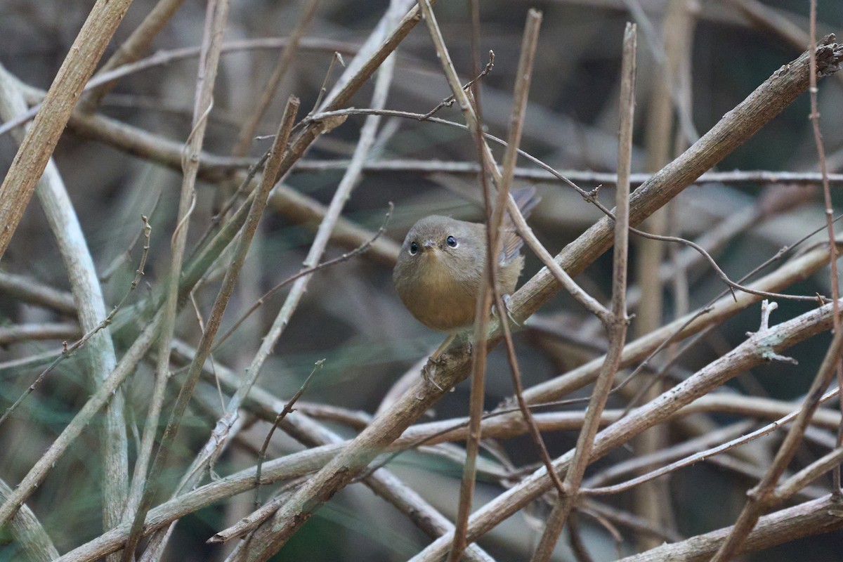 Bergseidensänger - ML647730967