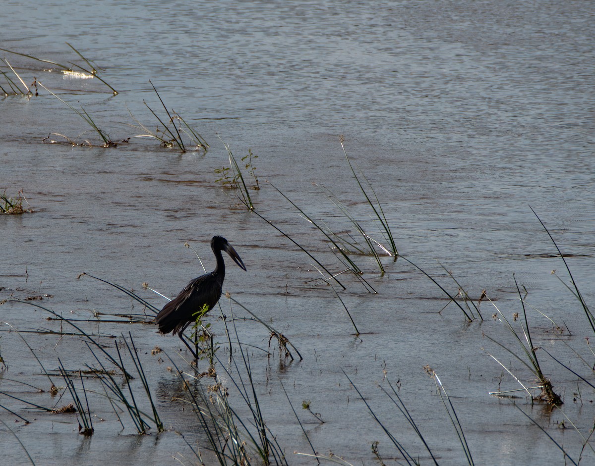 African Openbill - ML647730969
