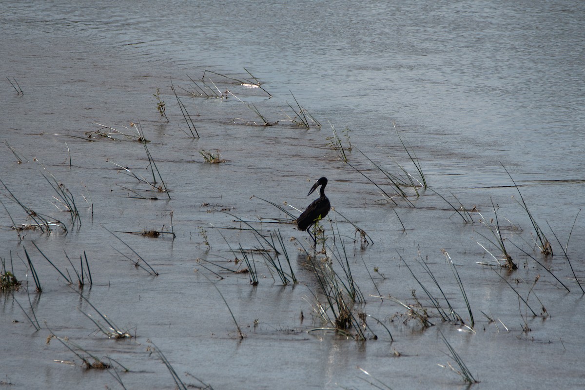 African Openbill - ML647730973