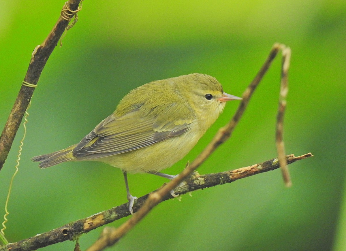 Tennessee Warbler - ML647730981