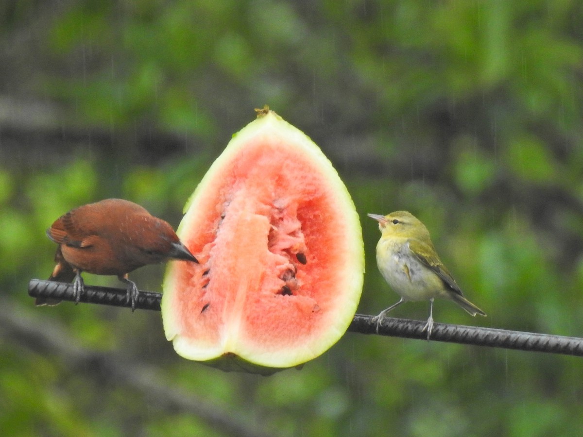 Tennessee Warbler - ML647730982