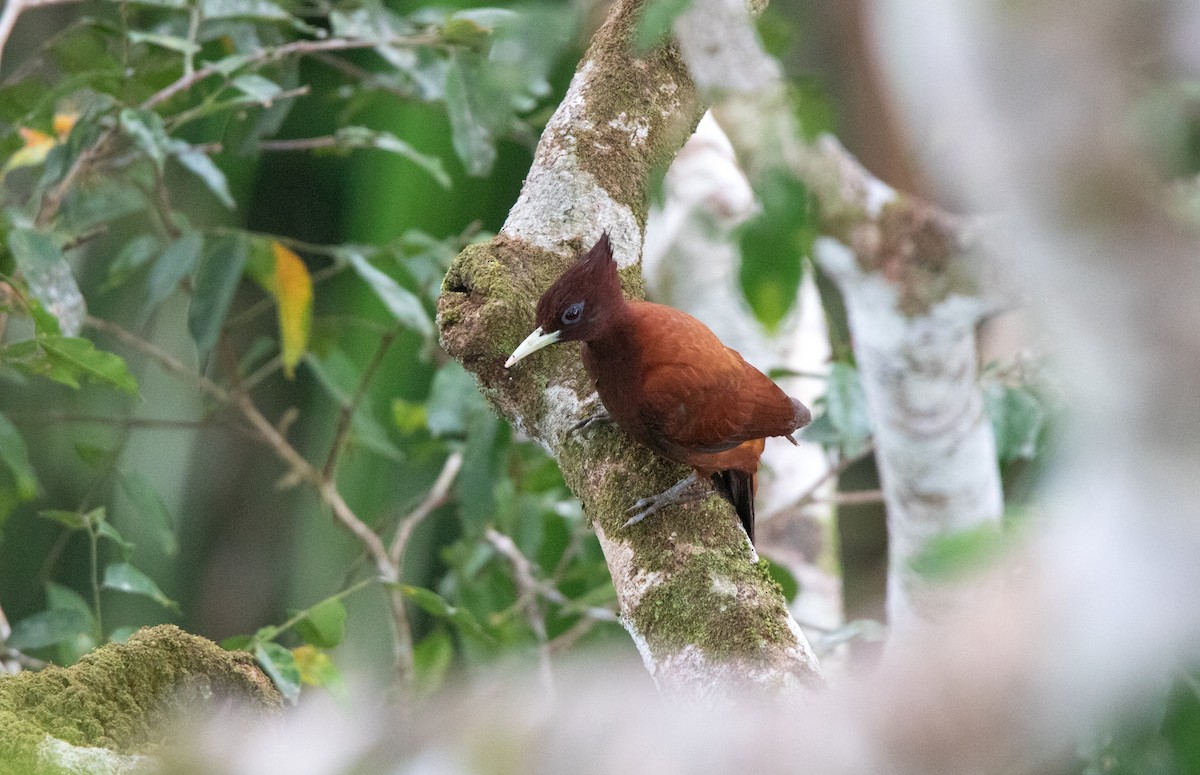 Chestnut Woodpecker - ML647731001