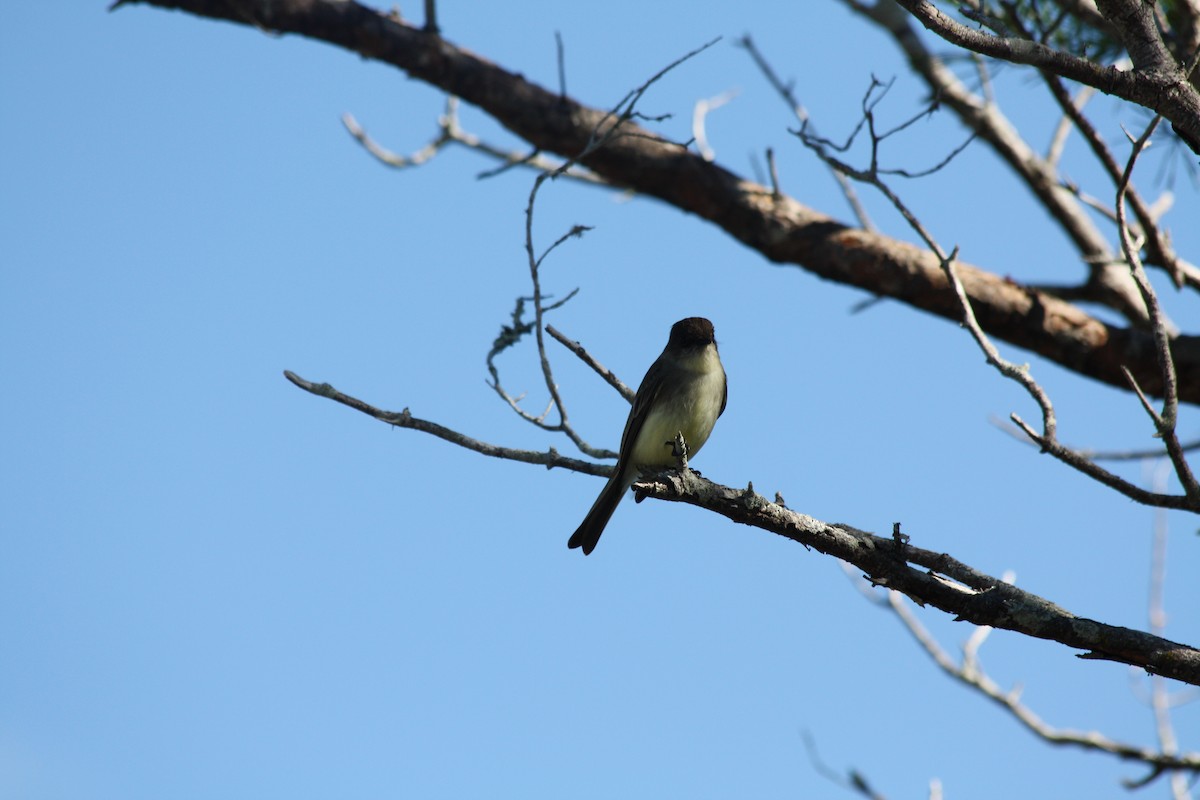 Eastern Phoebe - ML647731005