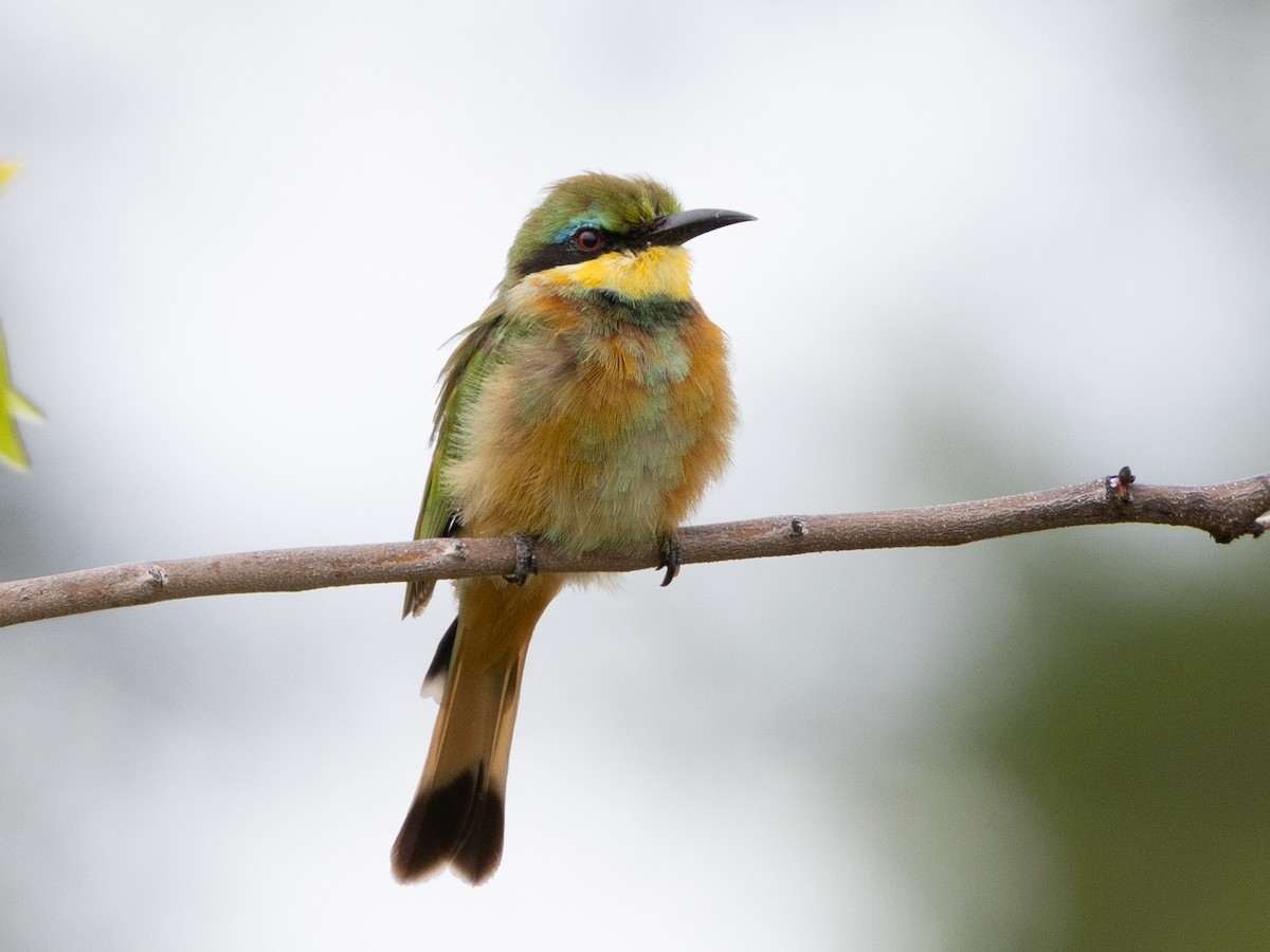 Little Bee-eater - ML647731006